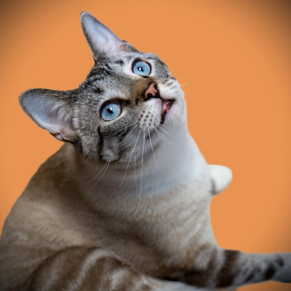 Big Mac (Ronnie's Son)
Male - Neutered - Adolescent
No young Children