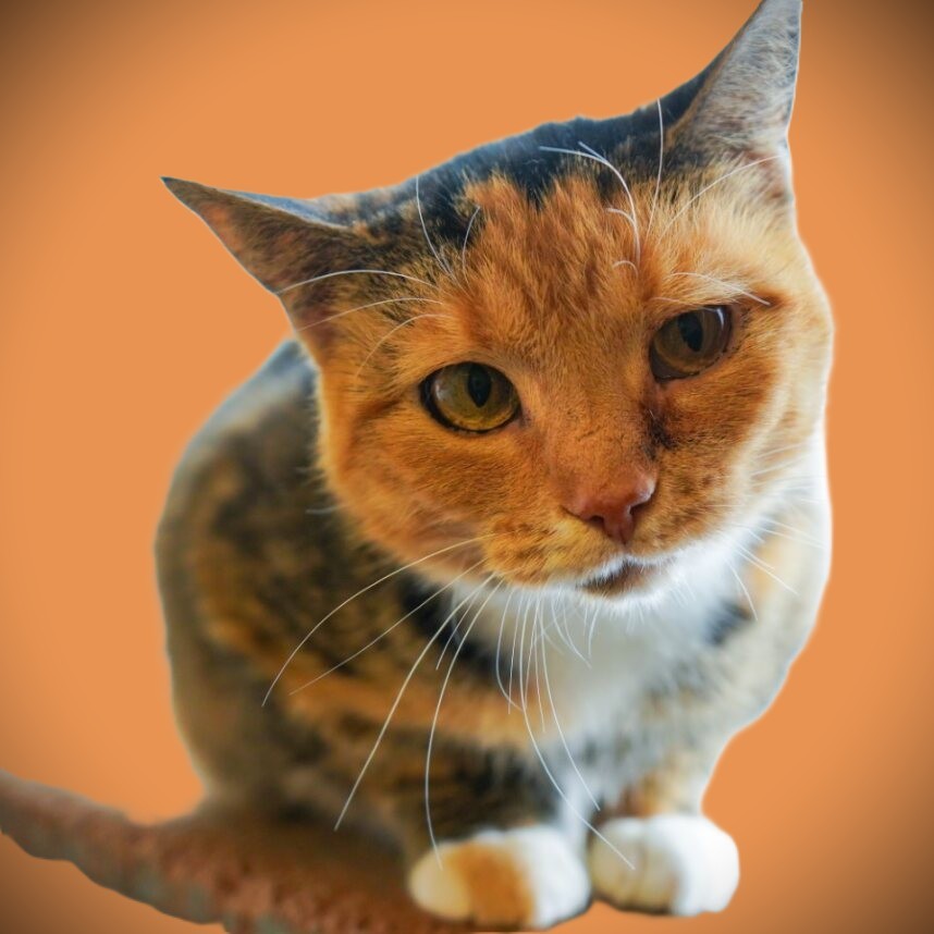 CareBear Female- Spayed Adult - Sweet and Loving 