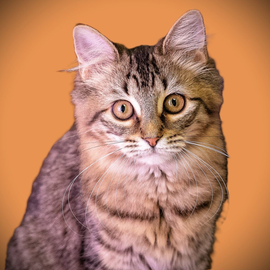 Dory
Female - Spayed
Kitten 