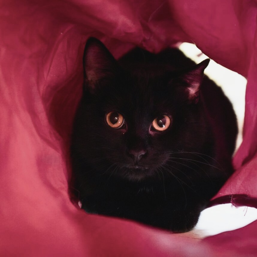 
Draculaura - Female 
Spayed -Adolescent
