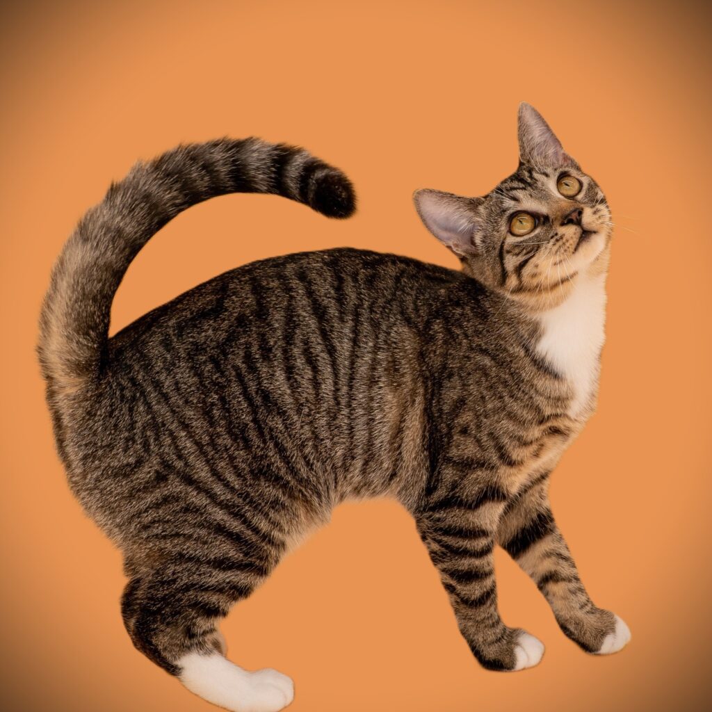 Elanore
Female - Spayed
Kitten