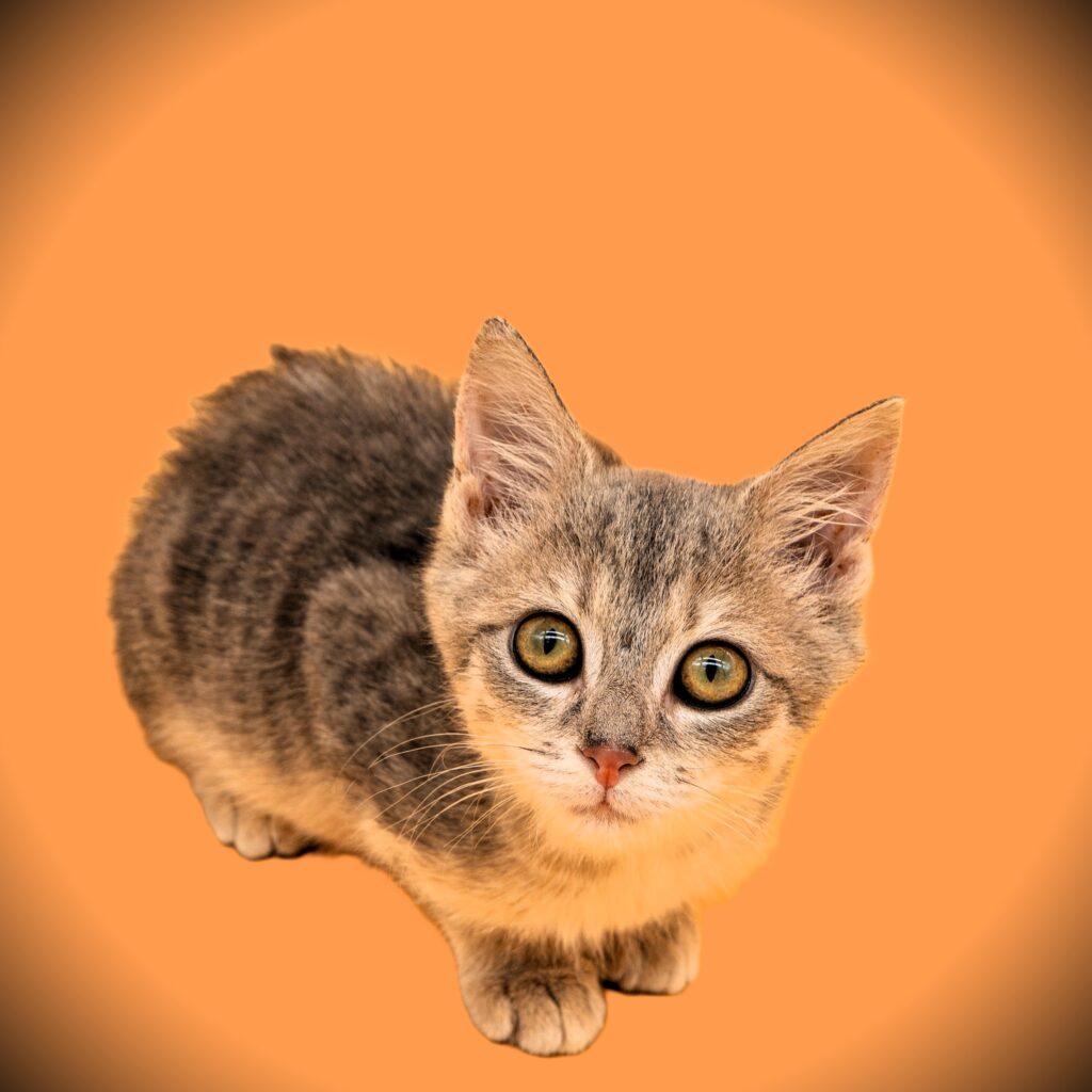 Ellie Belly
Female
Kitten