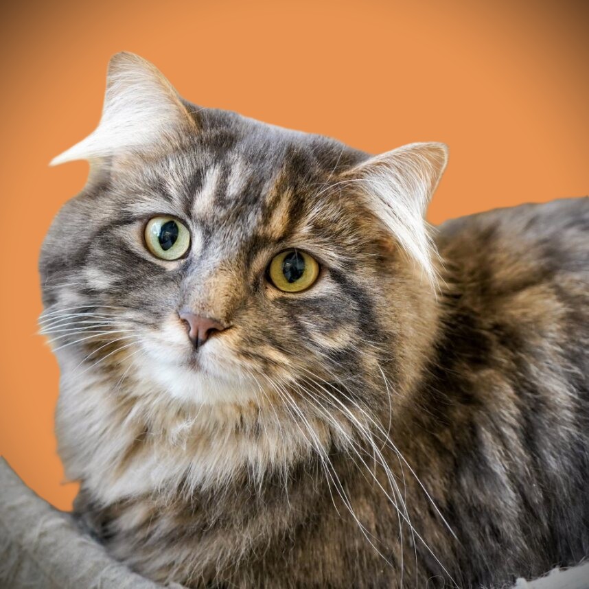 Shenzi - Female Spayed Adult
Came from a hoarding case and her brother has been adopted for a while.  Gets along great with other cats