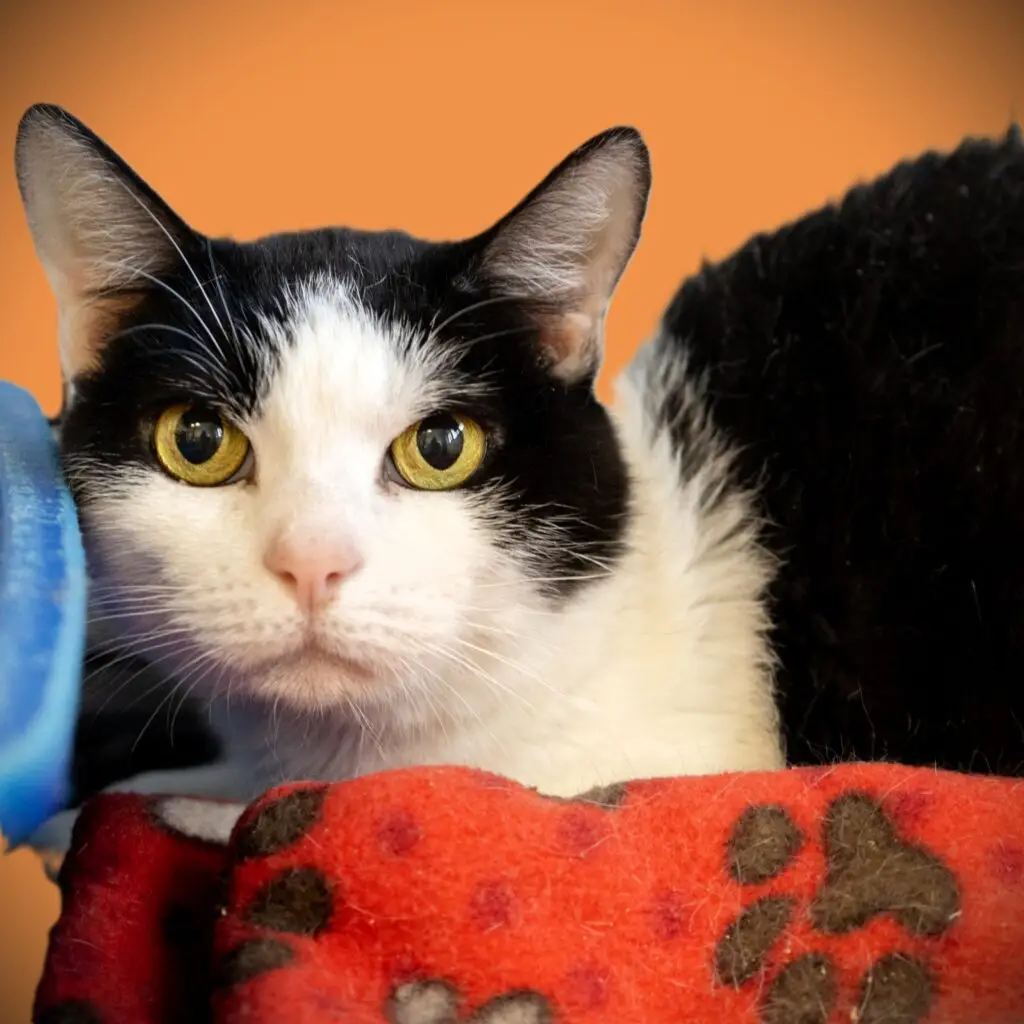 Sissy - Female
Spayed Senior
Had to leave her only home due to child with severe allergies