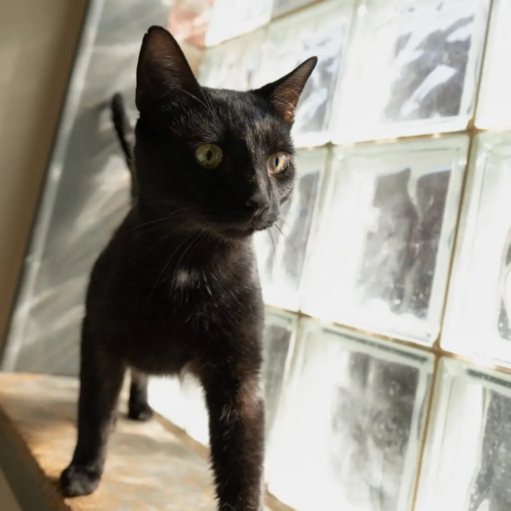 Altima - Female
Kitten