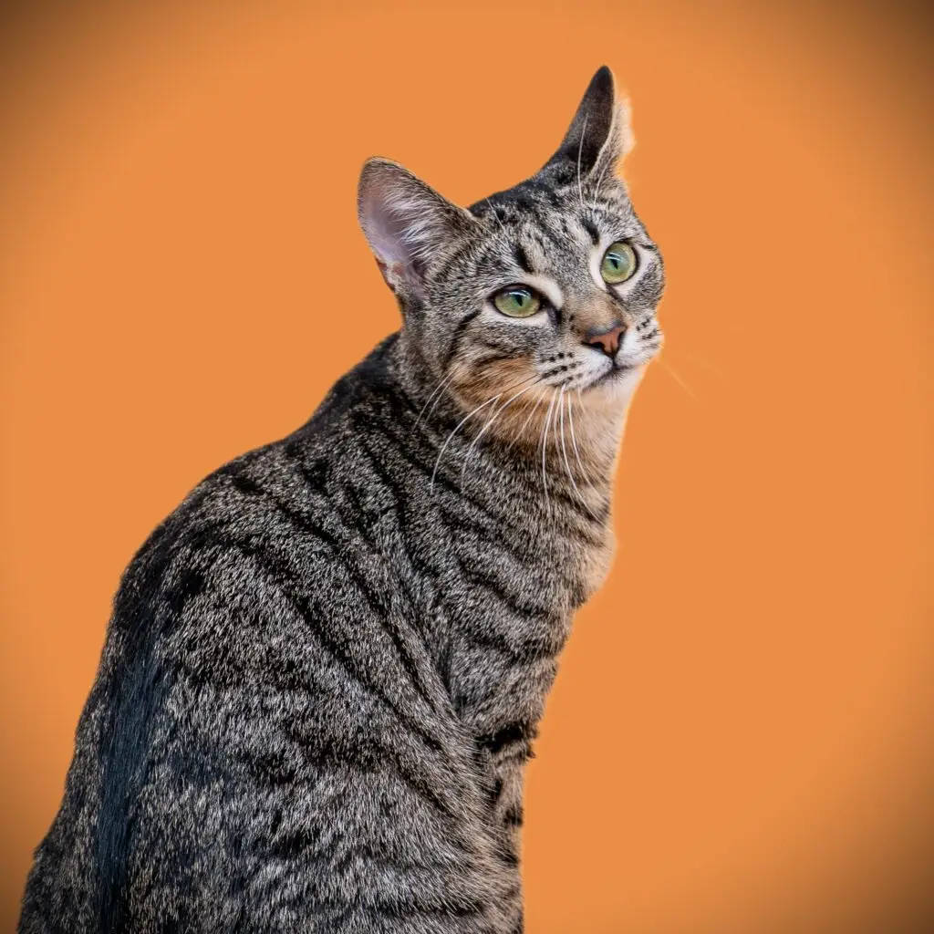 Flipper - Female
Kitten