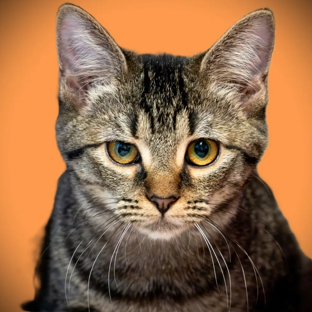 Frostie - Female
Kitten