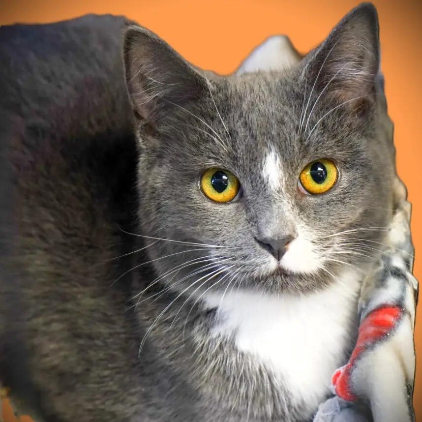 Gemma - Female - Spayed
Adolescent