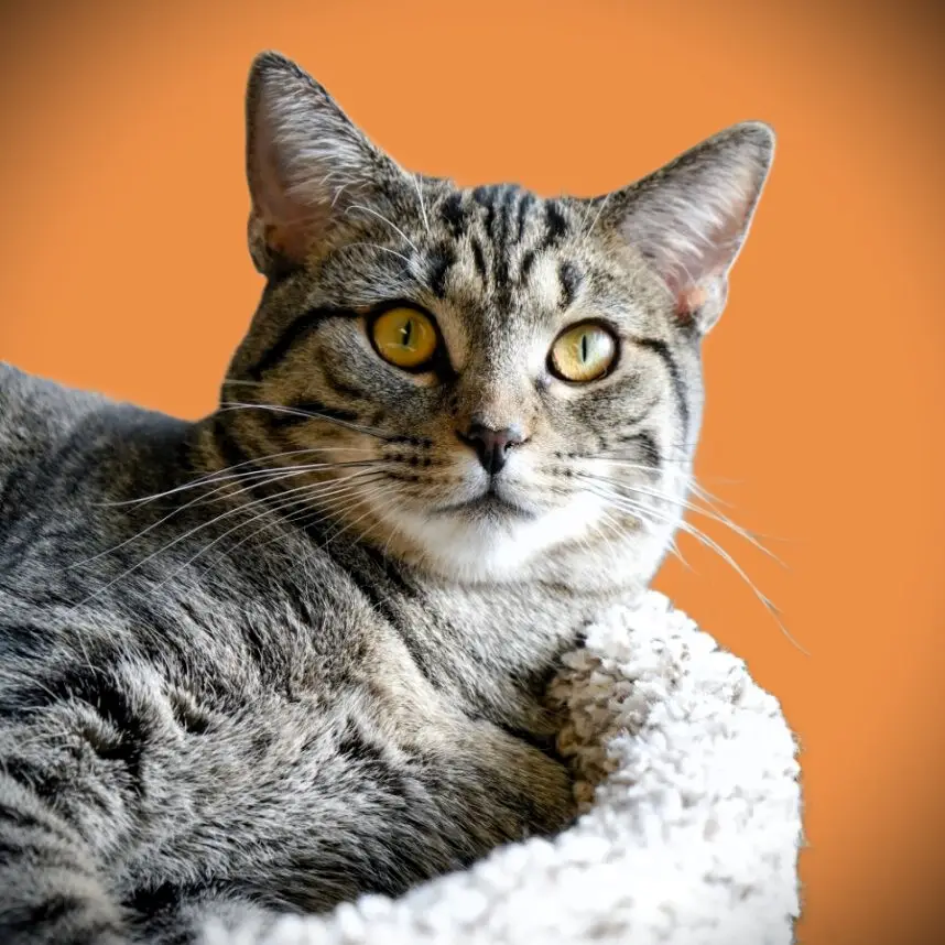 June Cash - Female
Spayed - Adolescent