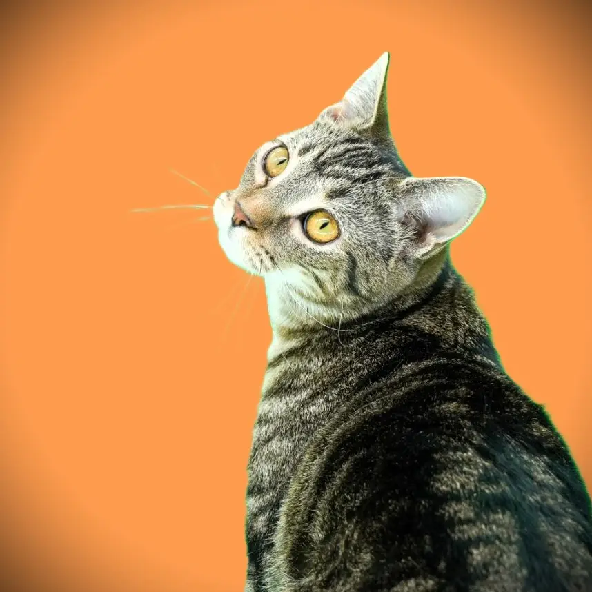 Lacey - Female
Spayed - Adolescent