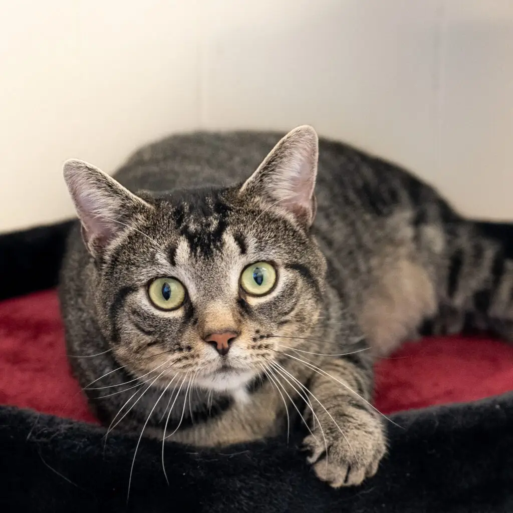 Little B - Male
Neutered - Adult
Hind Legs deformed