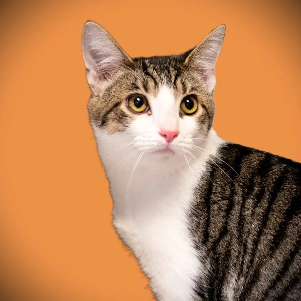 Luigi - Male
Neutered - Kitten