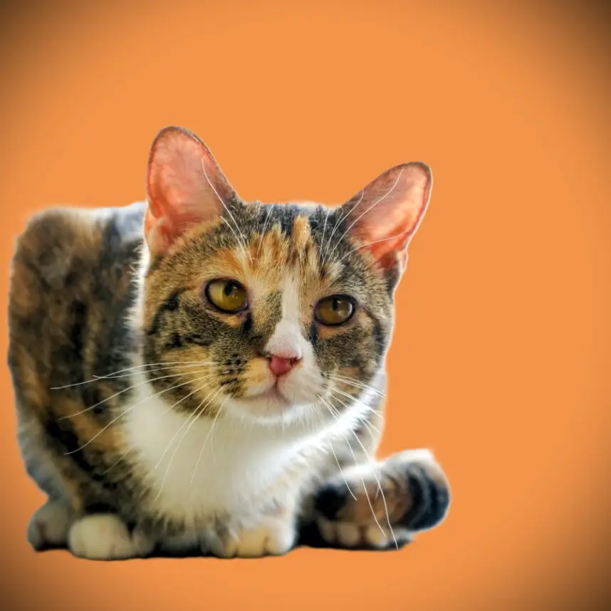 McChicken - Female
Spayed - Adolescent
Ronnie's daughter