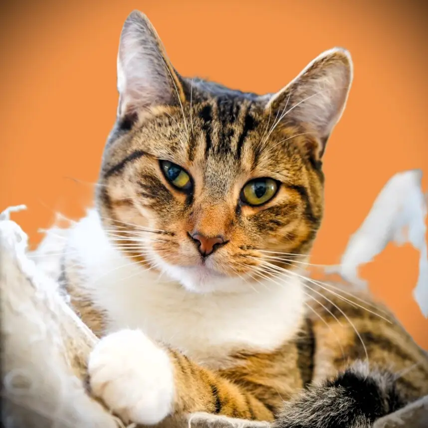 Miney - Male - Neutered
Adolescent