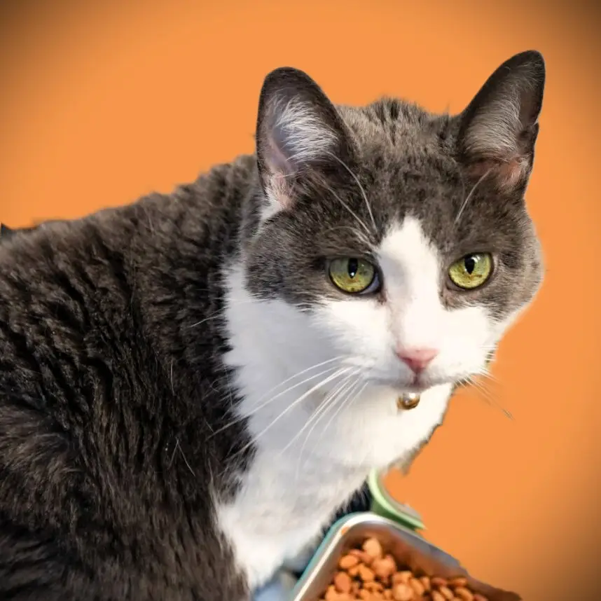 Minkie - Female - Spayed
Senior