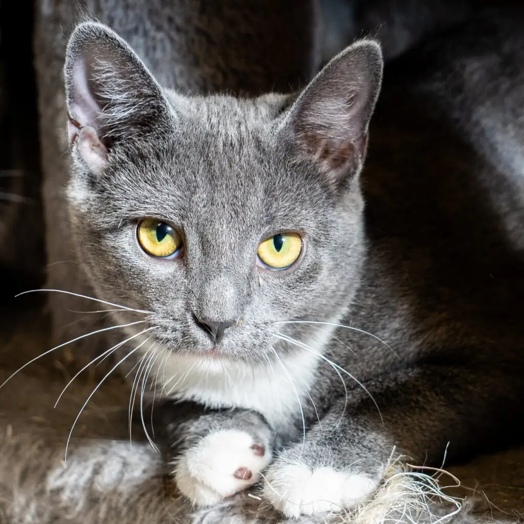 Murder Mittens - Female
Kitten