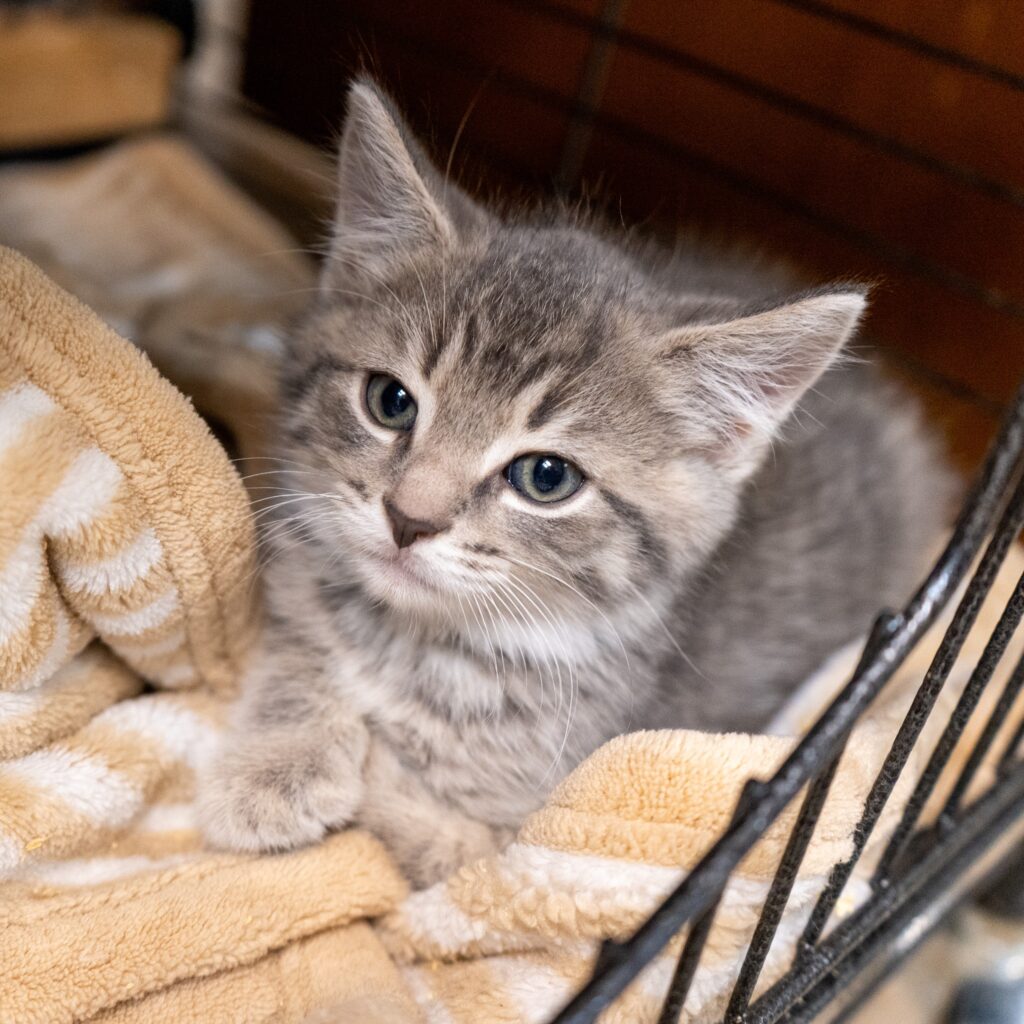 Nimble - Female
Kitten