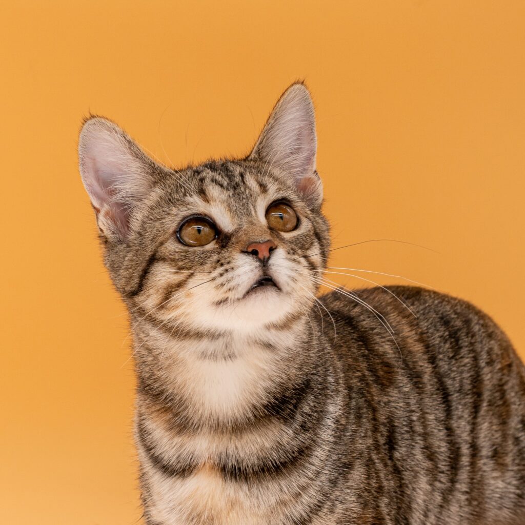 Nugget - Female
Kitten