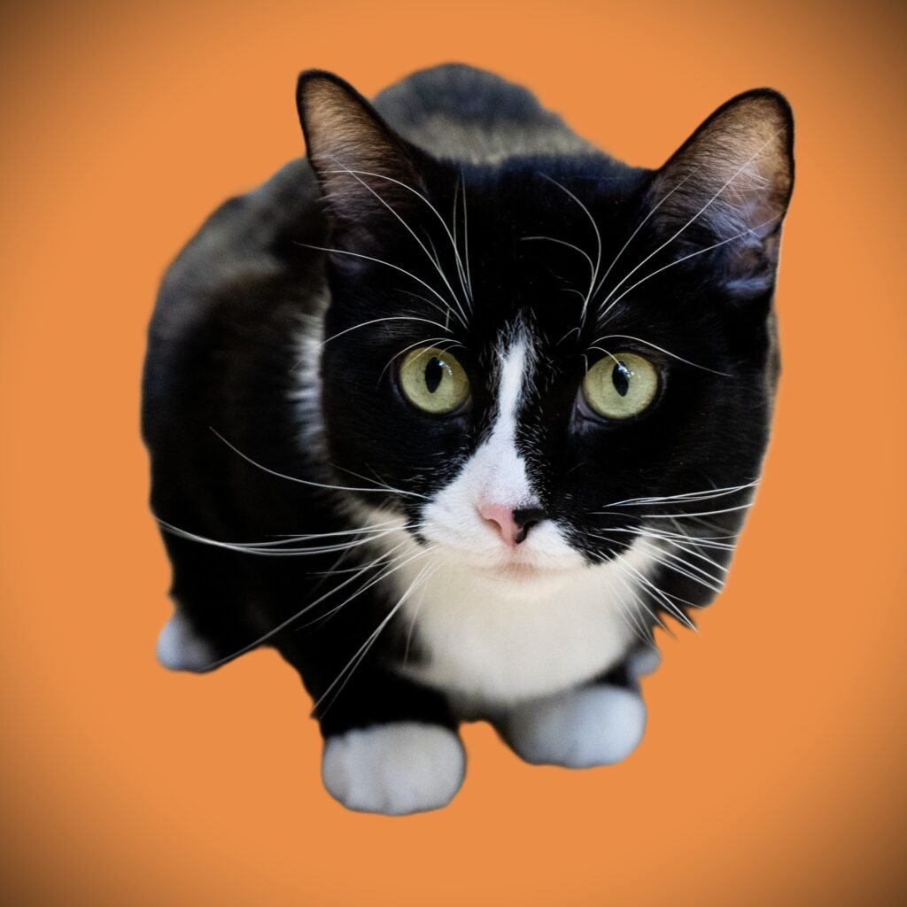 OXO - Female - Spayed
Adult