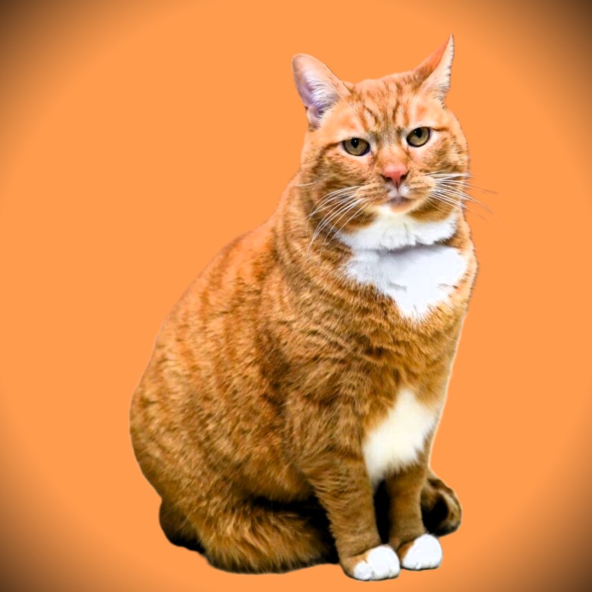 Penny - Female - Spayed
She came to the rescue with a very bad qound in her side, Was a stray who used to get picked on by other strays. Loving Ginger Tabby Tux