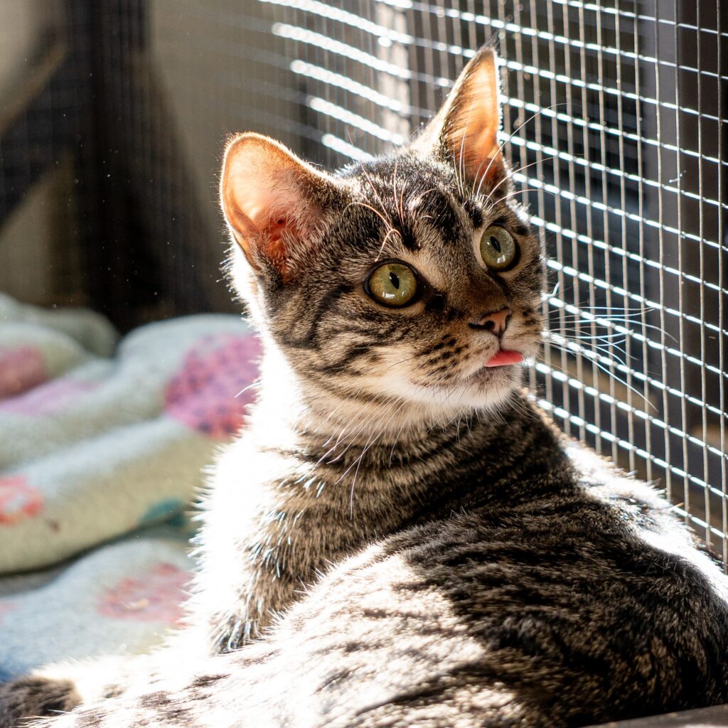 Poblano - Female
Kitten