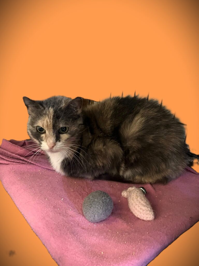 Pocahontas - Female
Spayed Senior
Calico