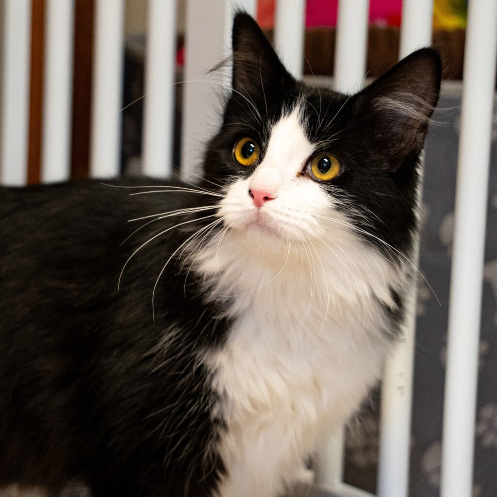 Princess Daisey - Female
Kitten