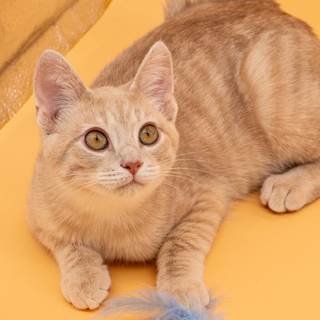 Rip Van Winkle - Male
Kitten - Ginger Tabby