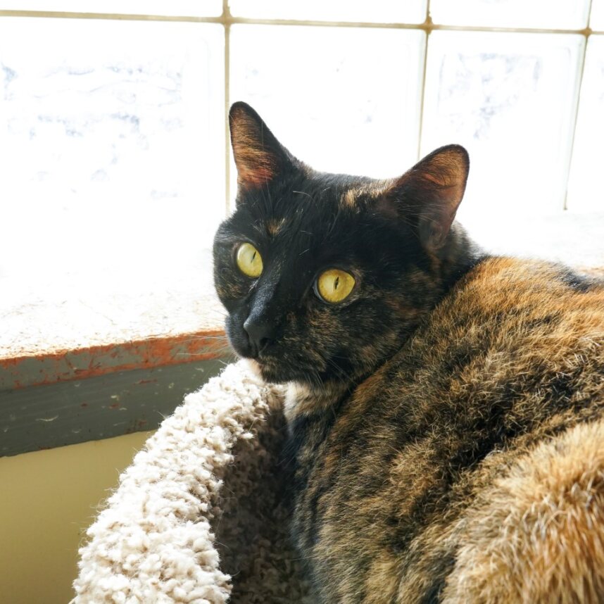 Ronnie Female Adult Spayed- Sweet Torti
Had her babies behind a McDonalds. She is Big Mac and McChicken's mom