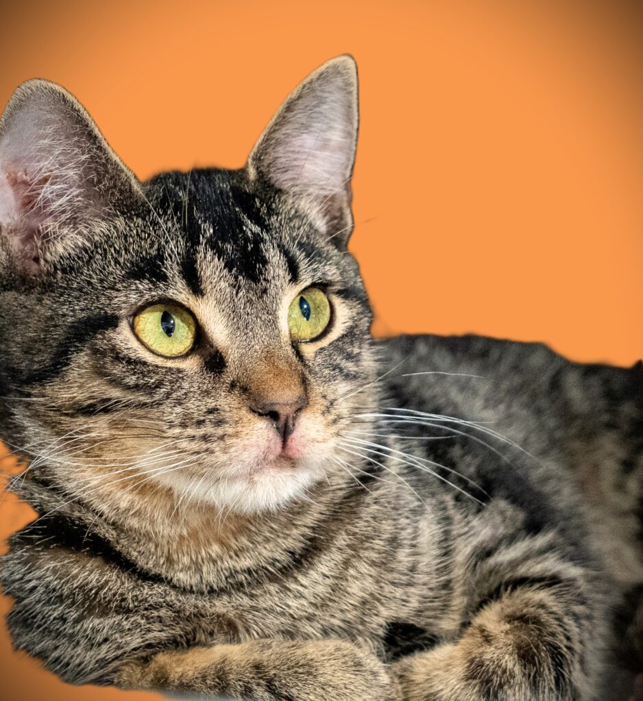 Serrano - Female
Kitten