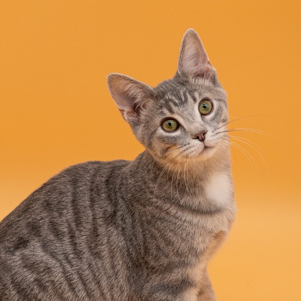 Sunflower - Male
Kitten - Silver Tabby