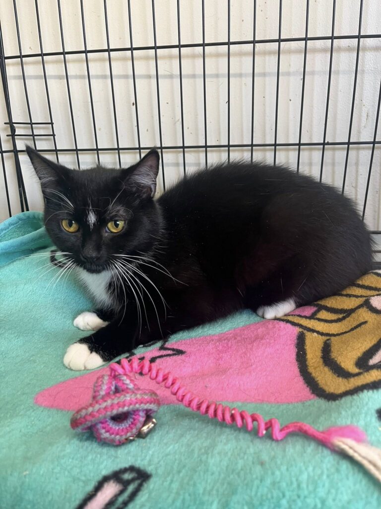 Taco - Female
Spayed Adolescent