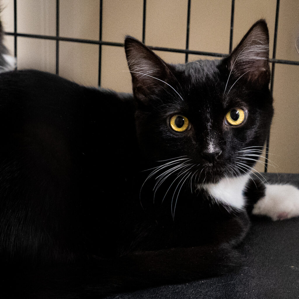 Yoshi
Male - Neutered
Kitten