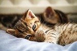 cat, kitten, pet, nature, young cat, animal, domestic cat, feline, cute, adorable, closeup